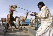Eid camel wrangler
