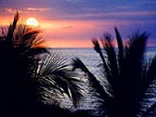 Mexico palm tree sunset