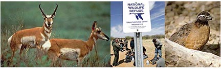 Wildlife refuge pronghorn antelope